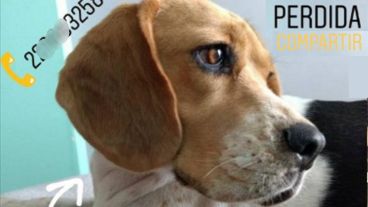 El posteo desesperado para dar con Gala.