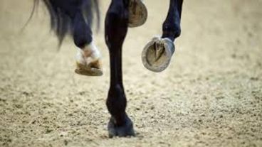El escopetazo mató al caballo.