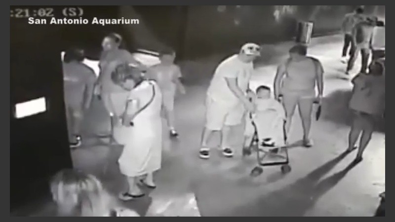 Las cámaras del acuario revelaron cómo se robó al tiburón. 