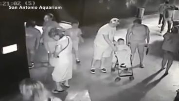 Las cámaras del acuario revelaron cómo se robó al tiburón.