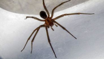 El veneno inoculado por la araña afectó los riñones y pulmones del chico. 