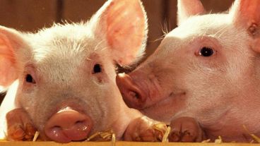 El equipo que logró este hito hace cuatro años que viene trabajando en el tema.