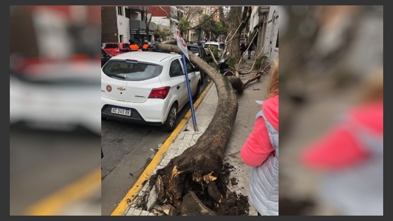 Árbol caído sobre un auto en Alvear y Mendoza. 