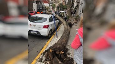 Árbol caído sobre un auto en Alvear y Mendoza.