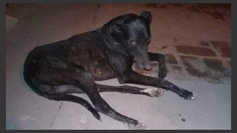 Decenas de perros afectados en la localidad del sur santafesino.