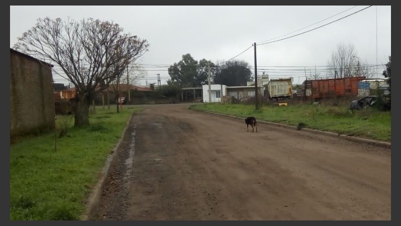 Decenas de perros afectados en la localidad del sur santafesino.