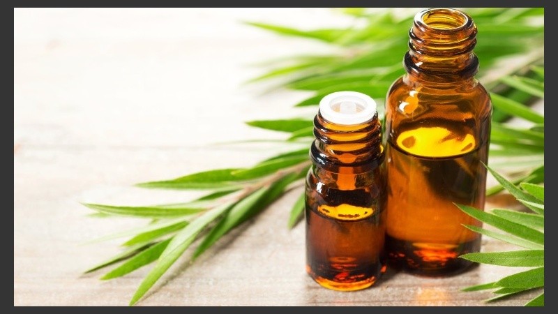 Los químicos presentes en el aceite de árbol de té tienen un efecto antibacteriano, fungicida y cicatrizante.