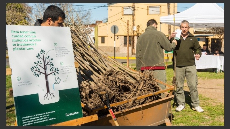 Los árboles son reguladores de temperaturas, lluvias y calidad del aire.