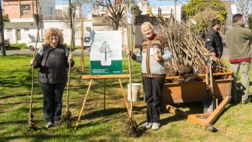 Los árboles son reguladores de temperaturas, lluvias y calidad del aire.