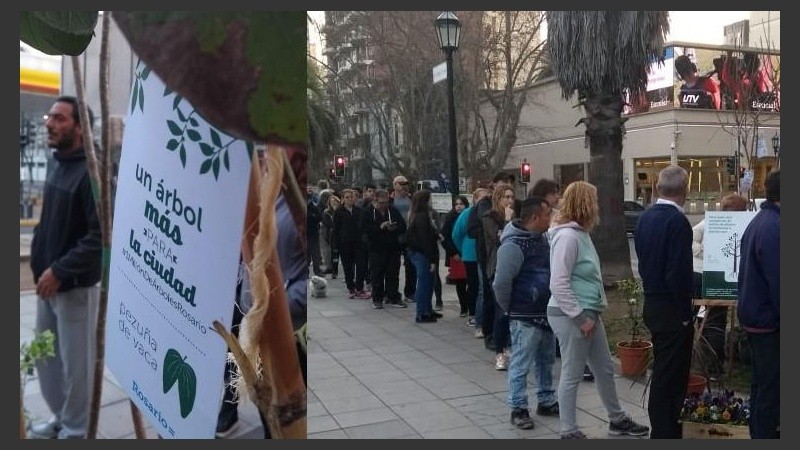 Hicieron cola para tomar un ejemplar de árbol. 