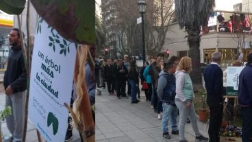 Hicieron cola para tomar un ejemplar de árbol.