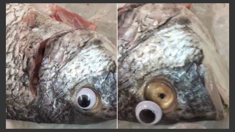 Algunas capturas del pescado 