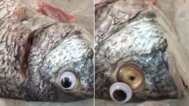 Algunas capturas del pescado "trucho".