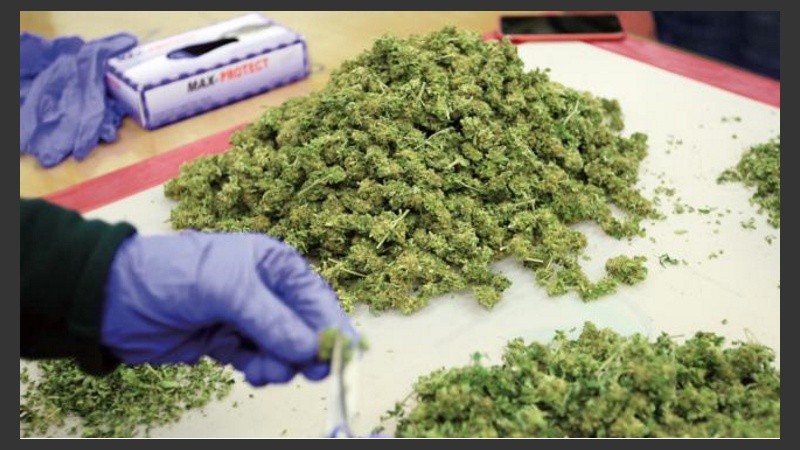 Green Leaf Farms brindará su experiencia en el cultivo de cannabis a gran escala.