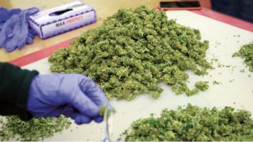 Green Leaf Farms brindará su experiencia en el cultivo de cannabis a gran escala.