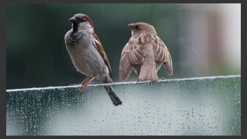 Los pajaritos se levantan más temprano por estos días. 