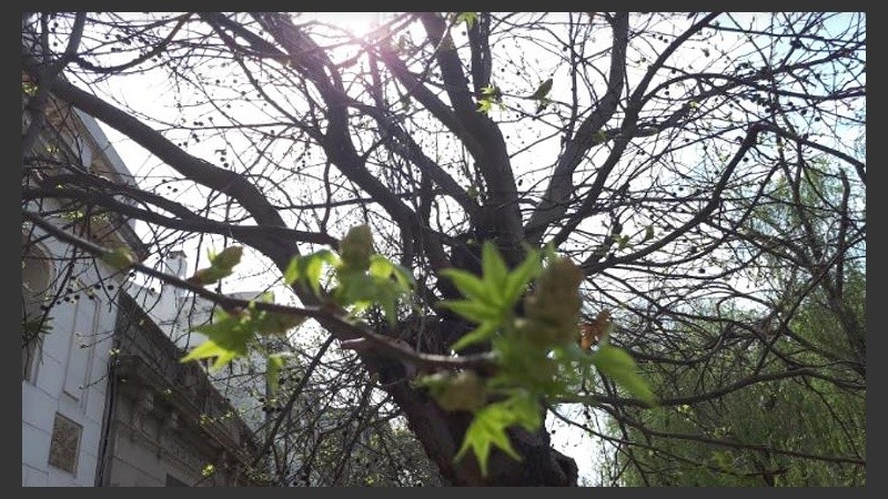 Los liquidambar ya tienen sus hojitas nuevas.