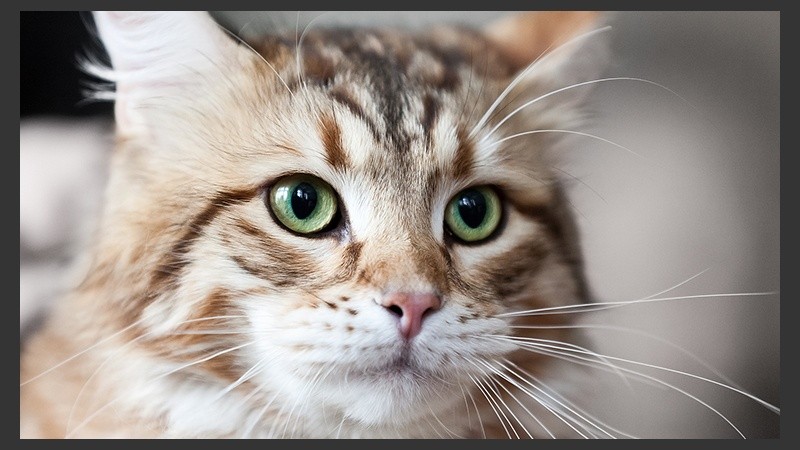 Este tipo de infección es muy poco común, incluso entre quienes tienen animales en su casa.