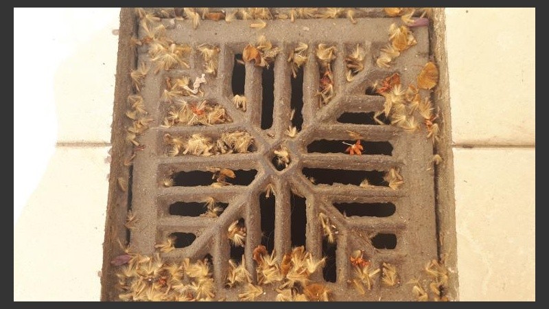 Dan ganas de estornudar. 