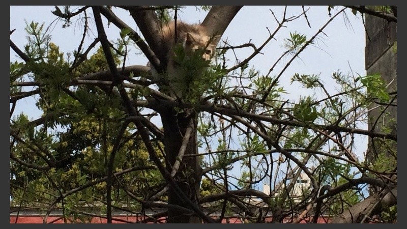 La gata sobre la copa del árbol.