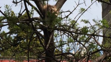 La gata sobre la copa del árbol.