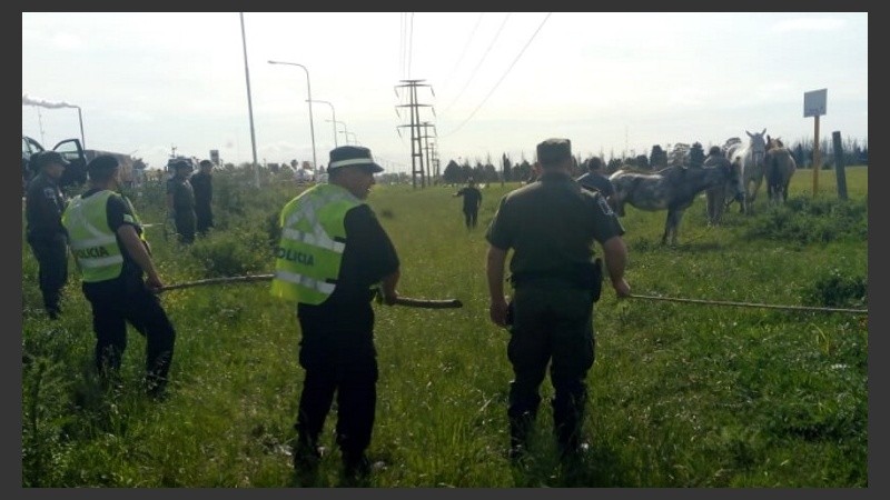 Los animales deambulaban libremente a la vera de la ruta.