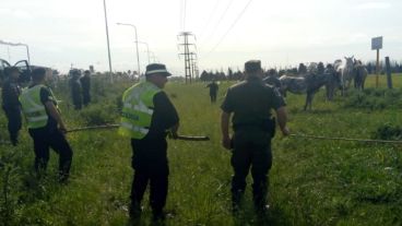 Los animales deambulaban libremente a la vera de la ruta.
