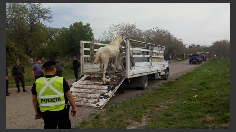 Los animales deambulaban libremente a la vera de la ruta.