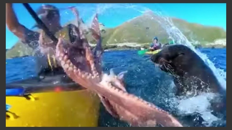 El momento en el que el kayakista recibe el pulpazo.