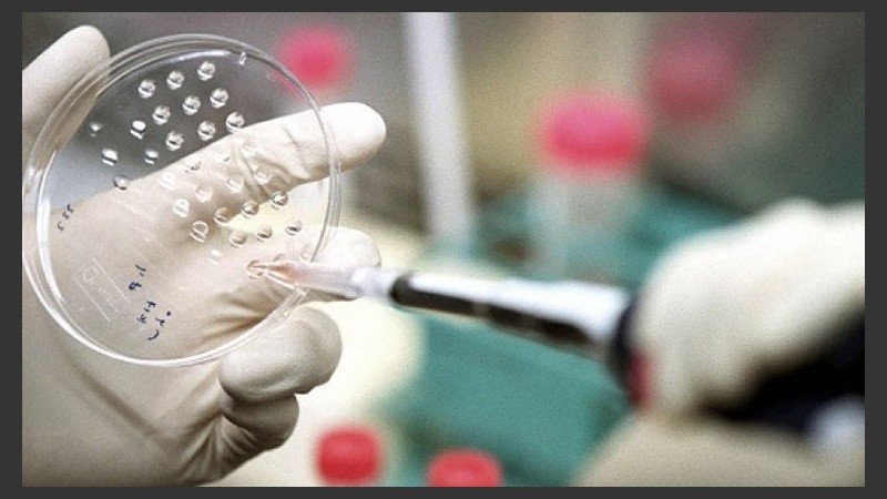 Las células madre tienen cualidades biológicas únicas.