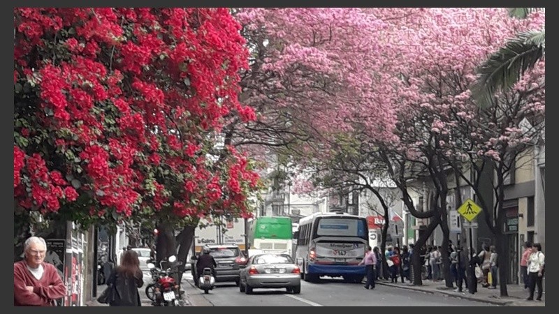 Los lapachos aportan color a las calles de la ciudad.