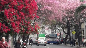 Los lapachos aportan color a las calles de la ciudad.