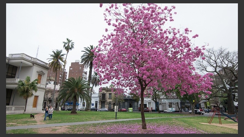 Los lapachos aportan color a las calles de la ciudad.