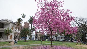 Los lapachos aportan color a las calles de la ciudad.