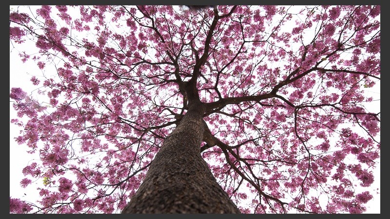 Su color característico lo hace llamativo.