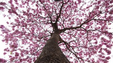 Su color característico lo hace llamativo.