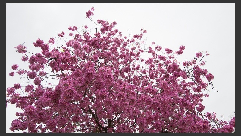 Su color característico lo hace llamativo.