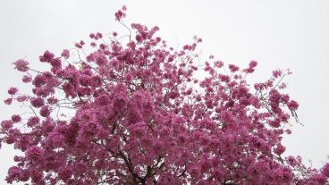 Su color característico lo hace llamativo.