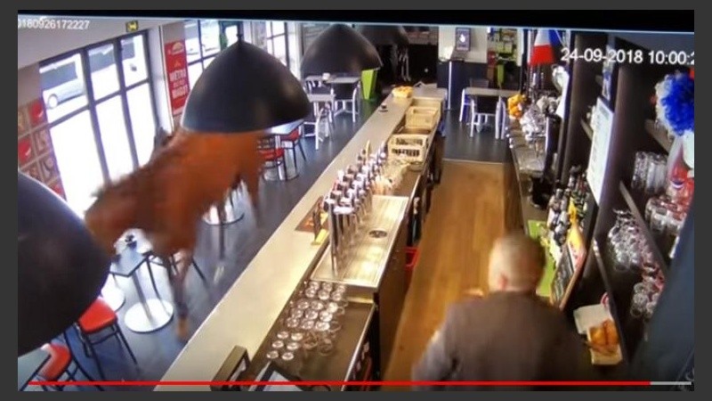 El caballo intenta huir del café al galope. 