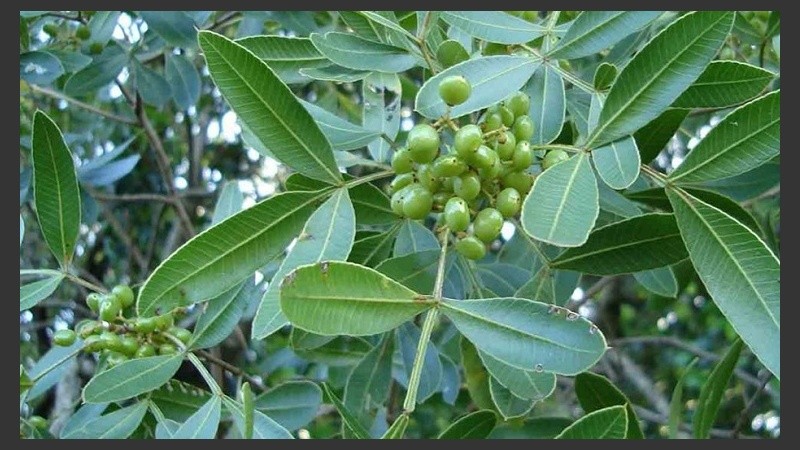 El estudio de laboratorio trae nuevas esperanzas de desarrollar, en el futuro, “un medicamento efectivo sin los efectos secundarios de los fármacos convencionales”.
