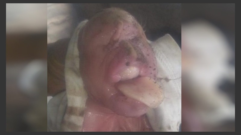 El curioso rostro del animal recién nacido.