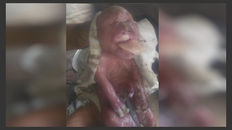 El curioso rostro del animal recién nacido.