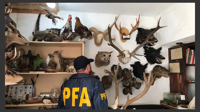 Agentes de la Policía Federal encabezaron el operativo.