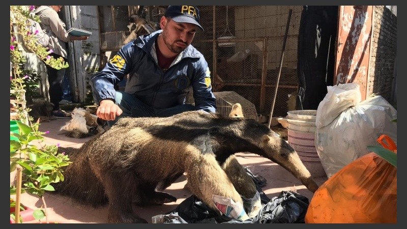 Los agentes federales secuestraron las especies embalsamadas.