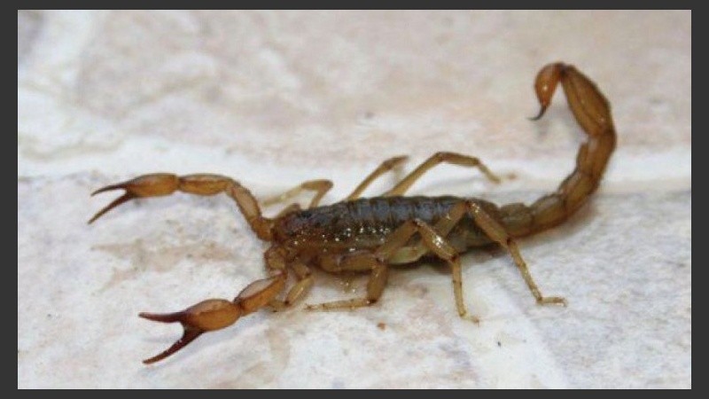 Los alacranes buscan sitios húmedos donde anidar. 