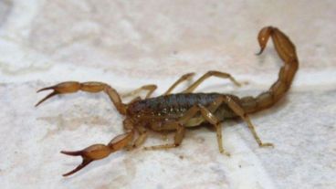 Los alacranes buscan sitios húmedos donde anidar.