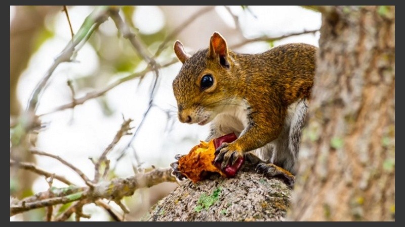 Los científicos desconocen si el hombre comió los cerebros de ardilla de manera voluntaria o si la carne de ardilla se contaminó.