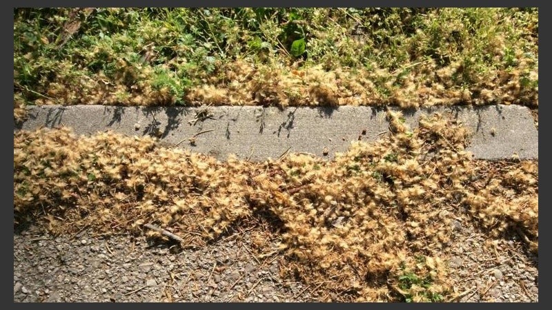 El polvillo se amontona en los cordones empujado por el viento. 