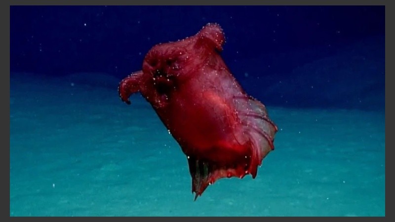 El Enypniastes eximia se diferencia de otros pepinos de mar porque tiene aletas para poder desplazarse a mayor velocidad .