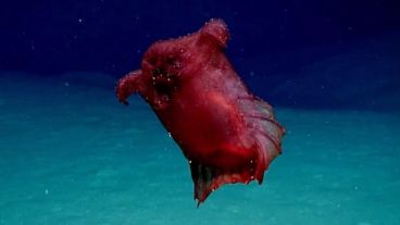 El Enypniastes eximia se diferencia de otros pepinos de mar porque tiene aletas para poder desplazarse a mayor velocidad .